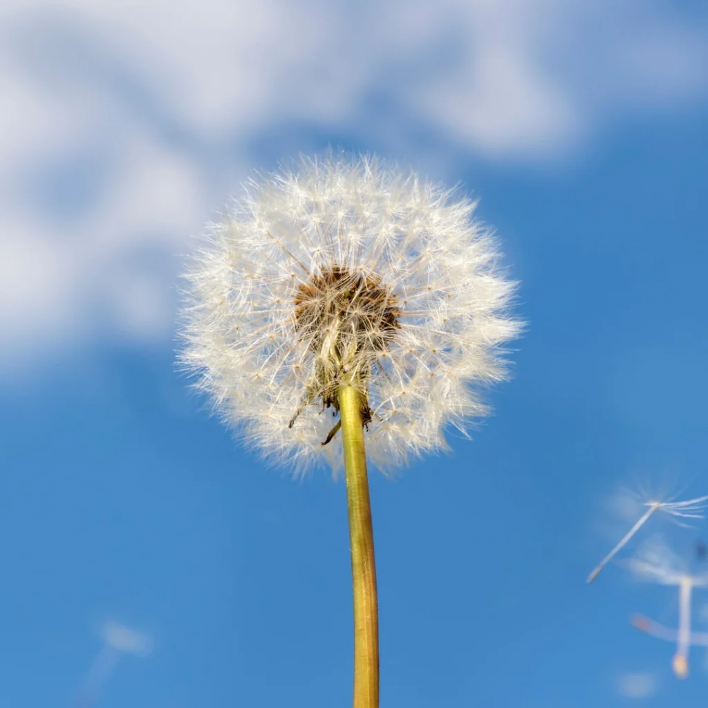 Dandelion